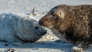 Jährlicher Anstieg um rund zehn Prozent: Kegelrobbenbestand in Wattenmeer wächst
