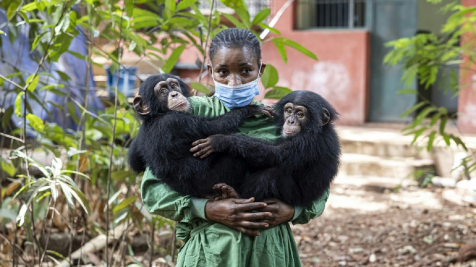 Sierra Leone: r&eacute;ouverture au public d'un embl&eacute;matique sanctuaire pour chimpanz&eacute;s
