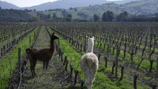 Productores de vinos chilenos rescatan viejas t&eacute;cnicas para afrontar cambio clim&aacute;tico