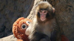 Rights group slams treatment of viral Japanese monkey