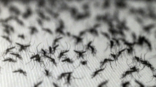 Lernf&auml;hige Blutsauger: Warum Insektenspray M&uuml;cken sogar anziehen kann