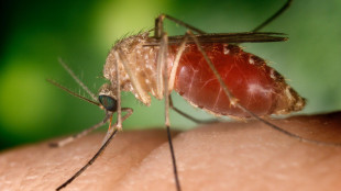 West Nile in crescita, oltre cento casi in pi&ugrave; in una settimana