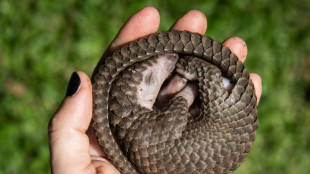Au Congrès mondial de l'UICN, une "nouvelle liste rouge" d'animaux menacés