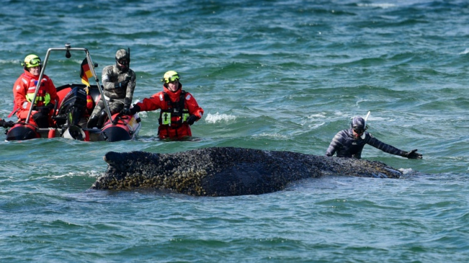 La gestion chaotique d'une baleine &eacute;chou&eacute;e r&eacute;v&egrave;le les divisions de la soci&eacute;t&eacute; allemande