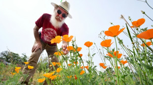 Poppies offer hope in fire-scarred Los Angeles