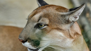 Mujer en EEUU muere en lo que ser&iacute;a un raro ataque de un puma
