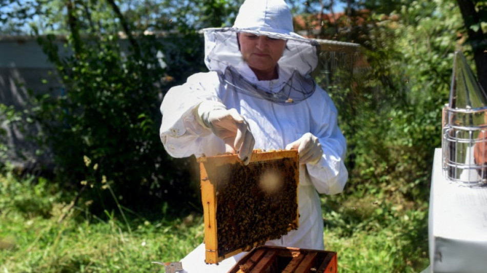 En Mac&eacute;doine du Nord, les apiculteurs s'organisent face au r&eacute;chauffement climatique et aux maladies