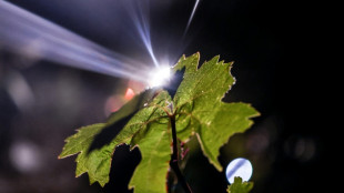 Portugal harvests grapes at night to beat the heat