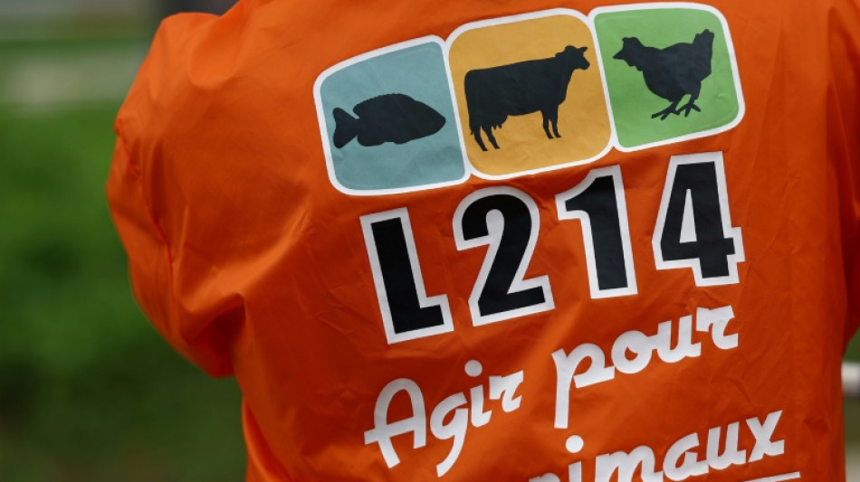 Porcelets castr&eacute;s &agrave; vif: enqu&ecirc;te ouverte contre un &eacute;levage breton apr&egrave;s une plainte de L214