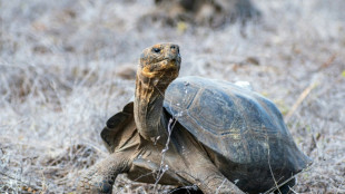 Reintroducen unas 150 tortugas gigantes en una isla de Gal&aacute;pagos de la que desaparecieron hace un siglo