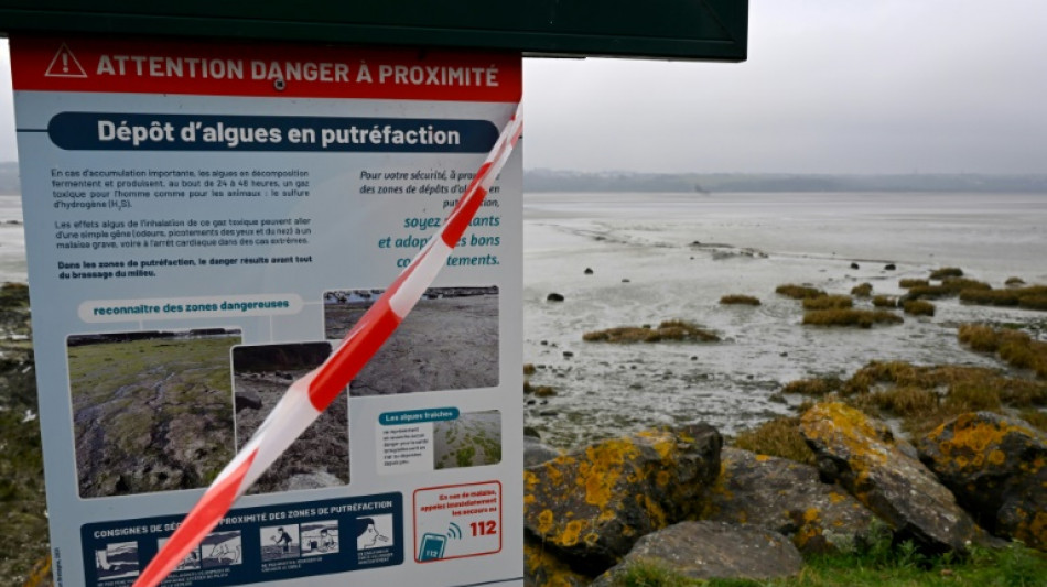 En fond de baie de Saint-Brieuc, des algues vertes m&ecirc;me en hiver 