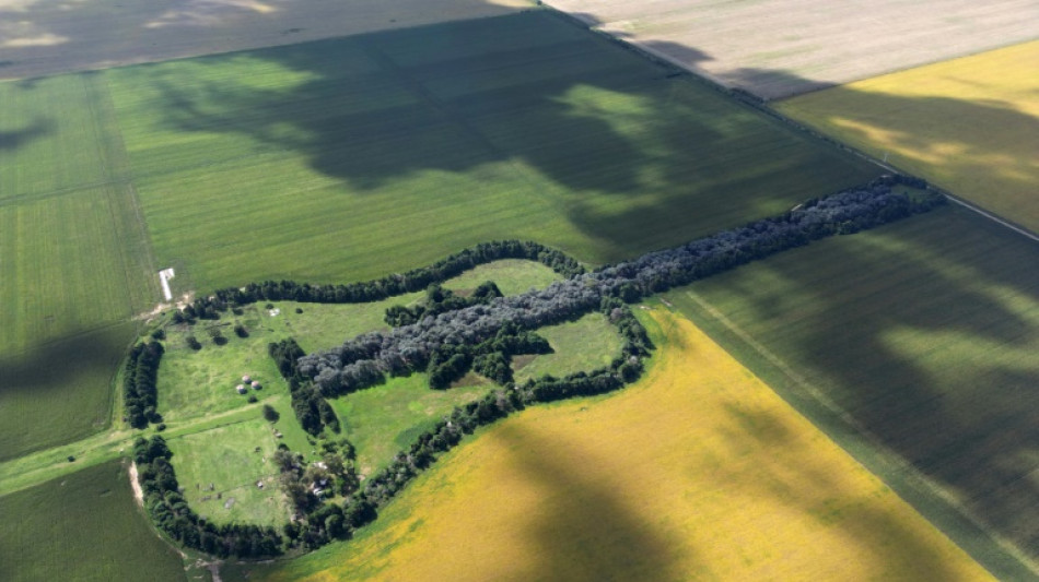 Gigantesco viol&atilde;o de &aacute;rvores na Argentina homenageia amor eterno