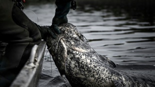 Zwei-Meter-Wels verletzt Badegäste: Polizei in Bayern erschießt aggressiven Fisch