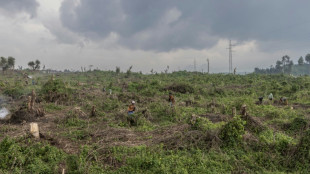 La deforestaci&oacute;n avanza en el este de RD Congo, bajo la presi&oacute;n de milicianos y desplazados