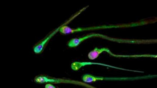 I benefici dell'allenamento paterno si ereditano con i microRna