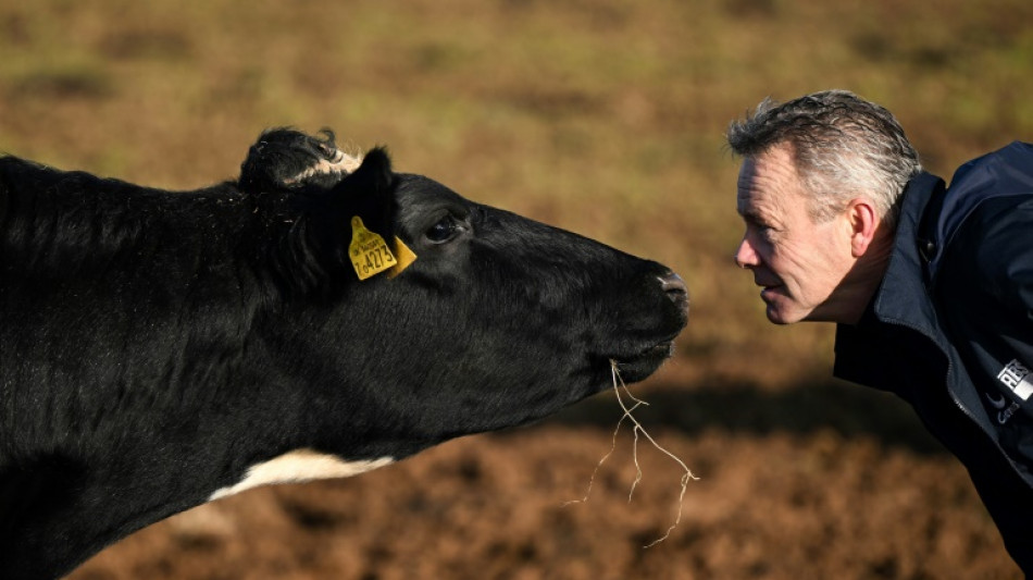 Dans les fermes anglaises, la col&egrave;re ne faiblit pas contre le gouvernement travailliste