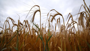 Guerra e grano, Russia leader export mondiale (16%) ma Kiev tiene grazie ad Ue