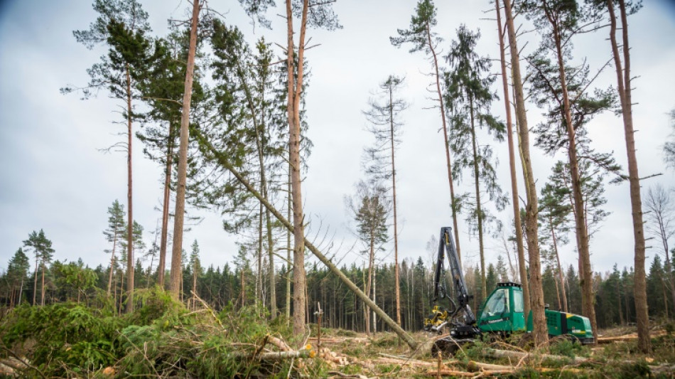 Erzeugerpreise f&uuml;r Rohholz erstmals seit 2014 gestiegen