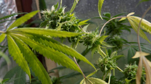 Deutlicher Anstieg bei Ausgabe von medizinischem Cannabis in Apotheken