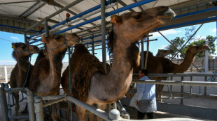 Le lait de chamelle, potentiel "or blanc" d'une région aride et pauvre de Tunisie