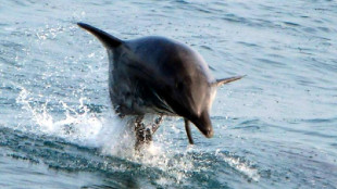 Nel latte dei delfini molecole simili a quelle del latte umano